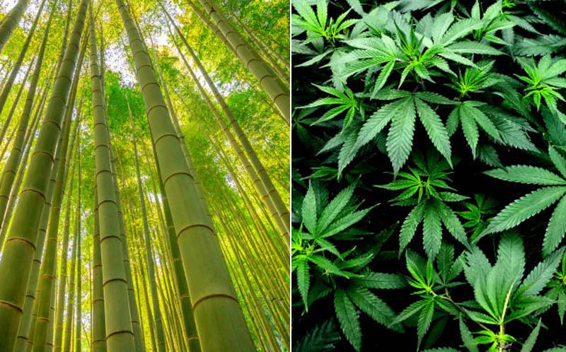 Hemp vs bamboo